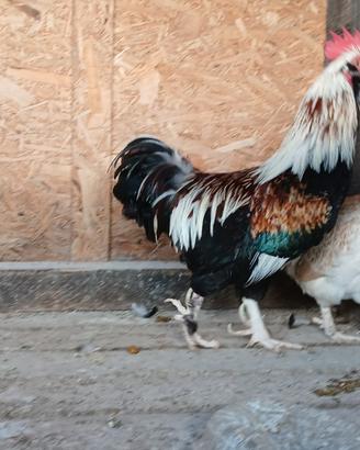Galline