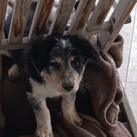 Cuccioli di Border Collie