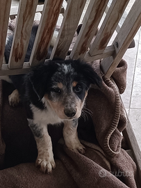 Cuccioli di Border Collie