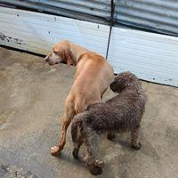 Cuccioli bracco Lagotto da tartufi