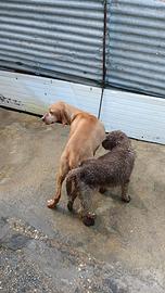 Cuccioli bracco Lagotto da tartufi