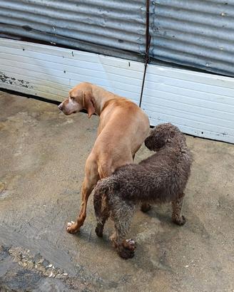 Cuccioli bracco Lagotto da tartufi