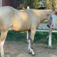 Puledro quarter horse futurity prospect