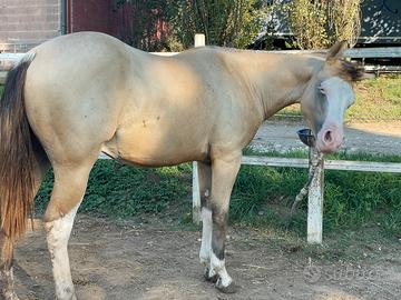 Puledro quarter horse futurity prospect