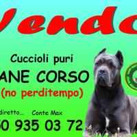 Cuccioli cane corso