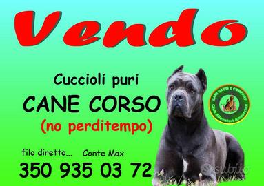 Cuccioli cane corso