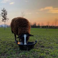 Pecore Zwartbles (due)