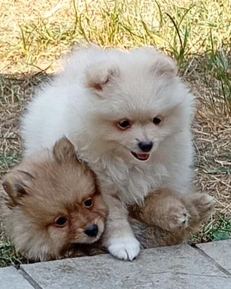 Cuccioli Spitz tedesco due mesi