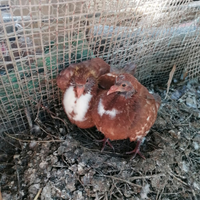 Colombi Texani e California