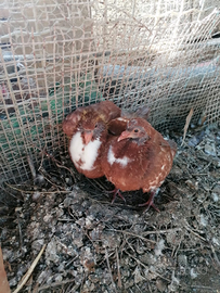 Colombi Texani e California