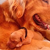 Meravigliosi cuccioli golden retriever americani