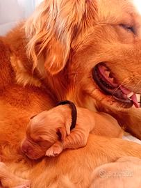 Meravigliosi cuccioli golden retriever americani
