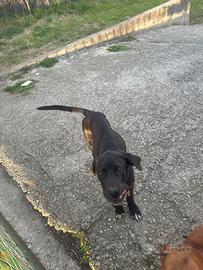 Cane corso