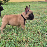 Bulldog francese