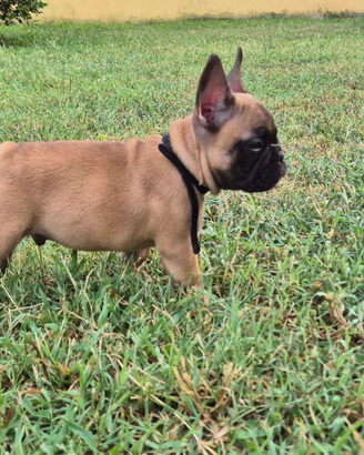 Bulldog francese