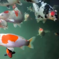 Carpe koi