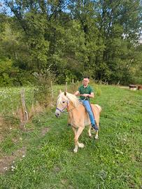Haflinger 12 anni x principianti