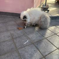 Cucciola persiana color point