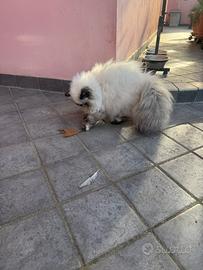 Cucciola persiana color point