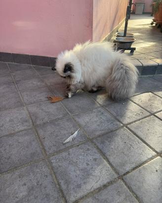 Cucciola persiana color point