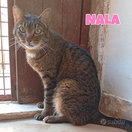 Simba, Sole, Liam e Nala gatti in adozione