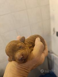 Cuccioli barboncino Toy Red maschi e femmina