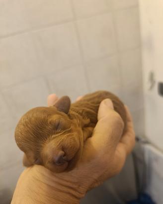 Cuccioli barboncino Toy Red maschi e femmina