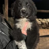 Ashi, cucciolo taglia media in ADOZIONE