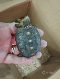 Tartarughe Carbonarie