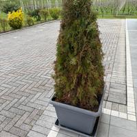 Thuja occidentale