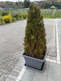 Thuja occidentale