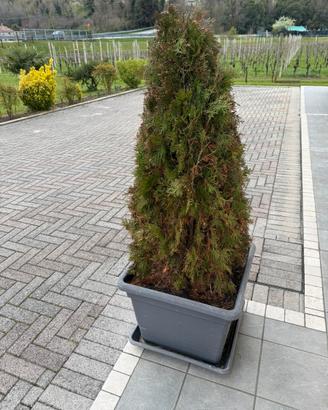 Thuja occidentale