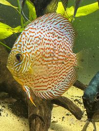 Discus