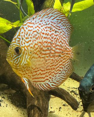 Discus