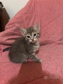 Cuccioli gatti
