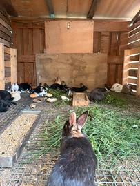 Coniglietti nani