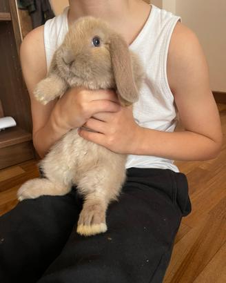 Cucciolo di coniglio ariete nano