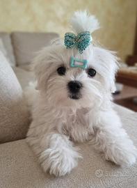 Cucciolo maltese maschio