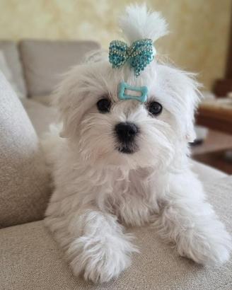 Cucciolo maltese maschio