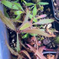 Drosera adelae