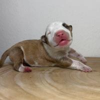 Bull terrier miniature