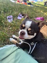 Chihuahua per Monta
