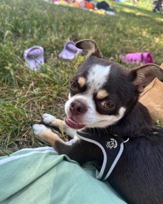 Chihuahua per Monta