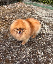 Spitz pomerania ADULTA Pedigree ENCI orange
