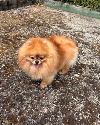 Spitz pomerania ADULTA Pedigree ENCI orange