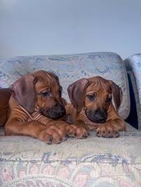 Vendita cuccioli Rhodesian Ridgeback