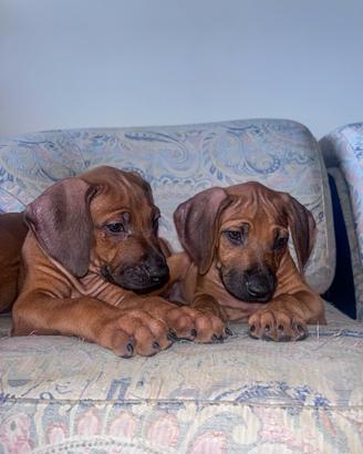 Vendita cuccioli Rhodesian Ridgeback