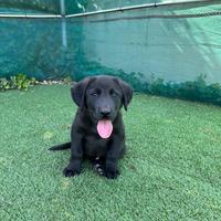 Cuccioli labrador