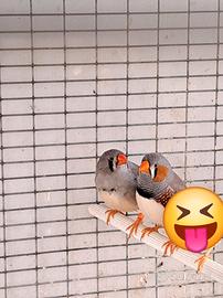 Bengalini diamanti mandarino 2 coppie