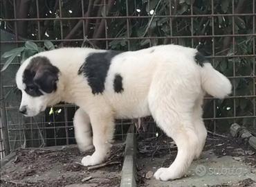 Pastore del Bucovina